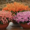 Diascia (Kanálajak) - Image 2