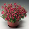 Diascia (Kanálajak)